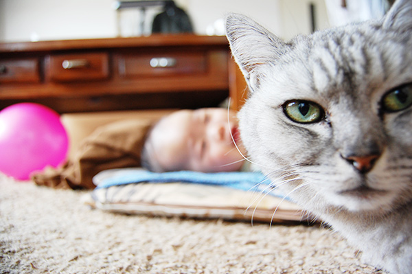ねこ目線の写真